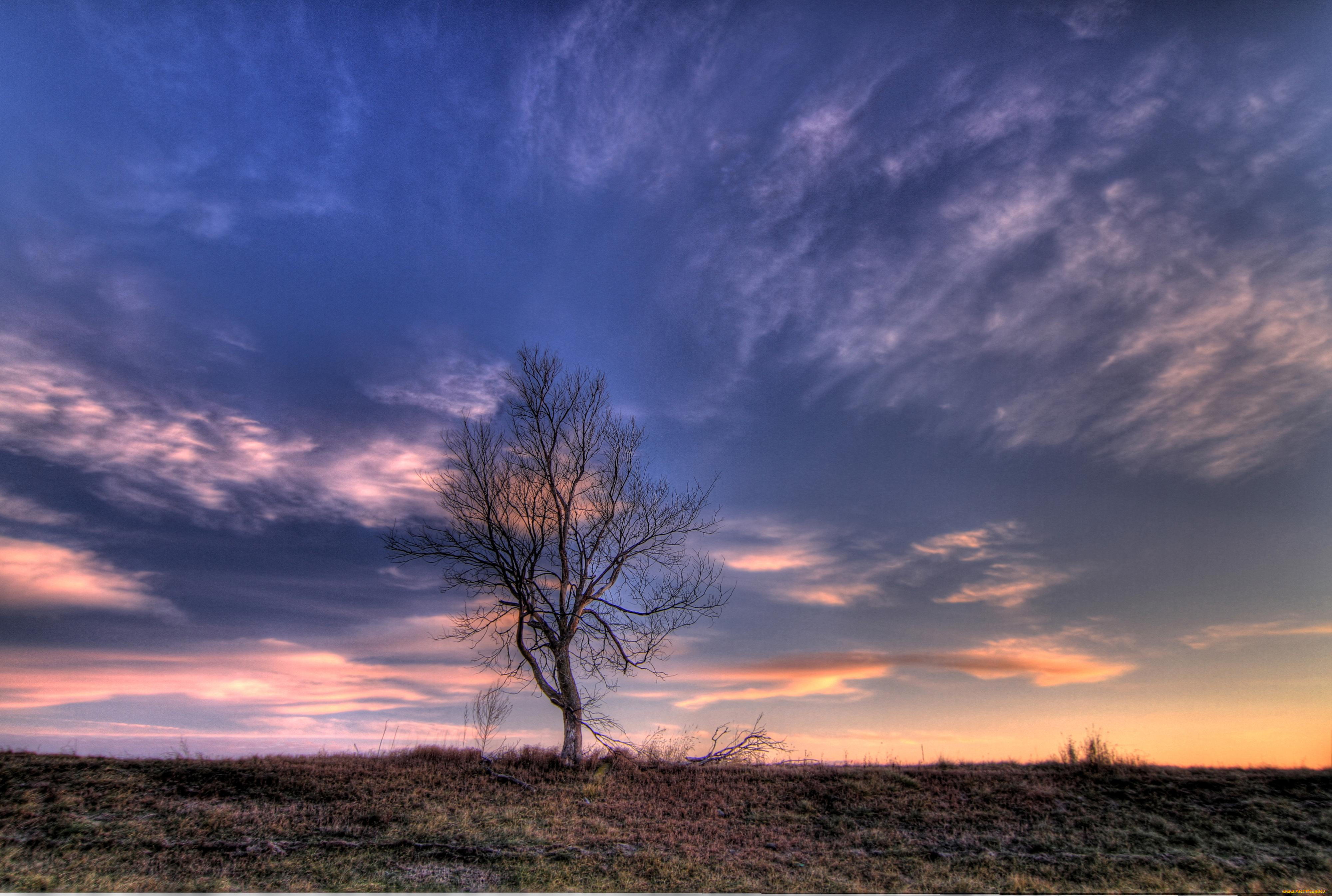 , , tree